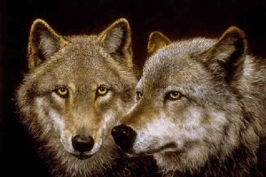Animals