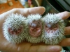 Porcupines